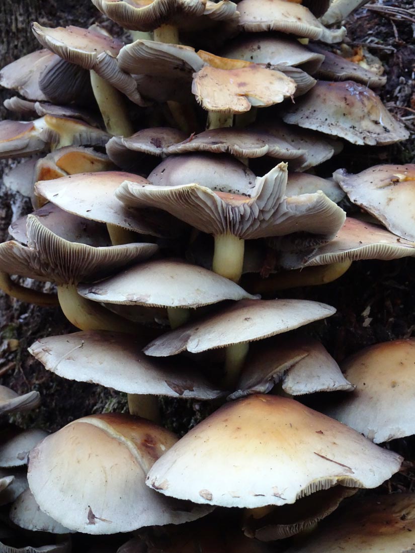 Petersfield Heath Pond 2020 Fungi