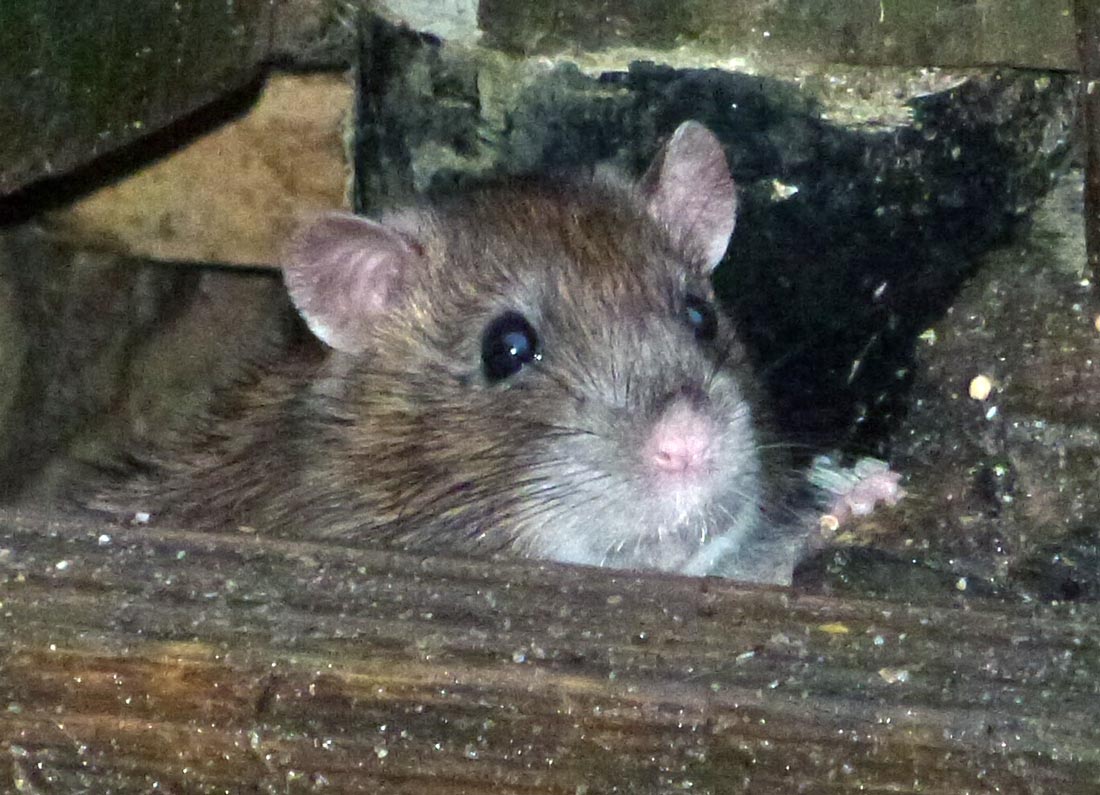 Petersfield Heath Pond 2020 Rats