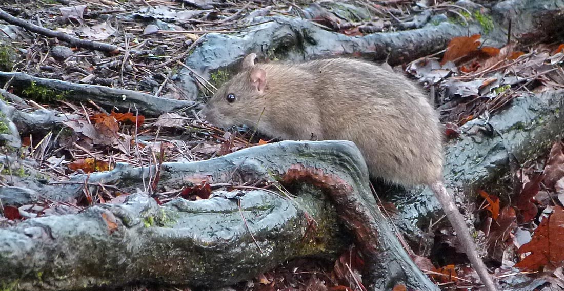 Petersfield Heath Pond 2020 Rats