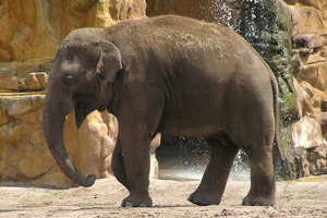 Elephant B