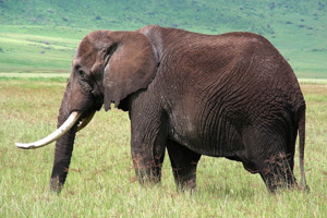 Elephant C