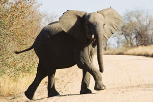 Elephant D