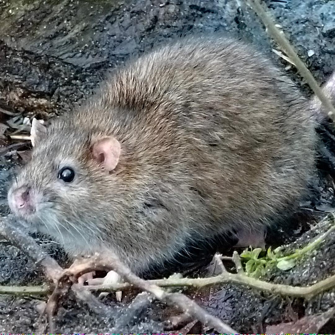 Petersfield Heath Pond 2020 Rats