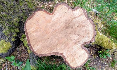 A lovely cross-section of a tree stump