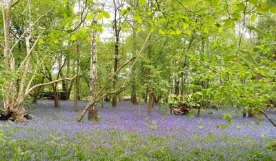 The bluebells were at their peak