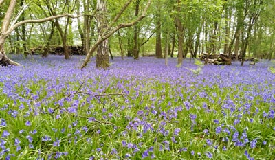 The bluebells were at their peak