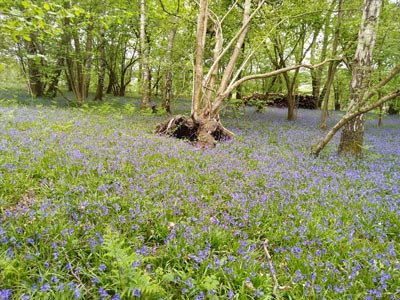 The bluebells were at their peak