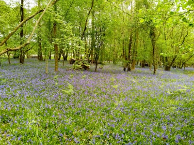 The bluebells were at their peak
