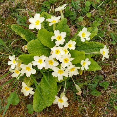 Wild Flowers!