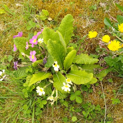 Wild Flowers!