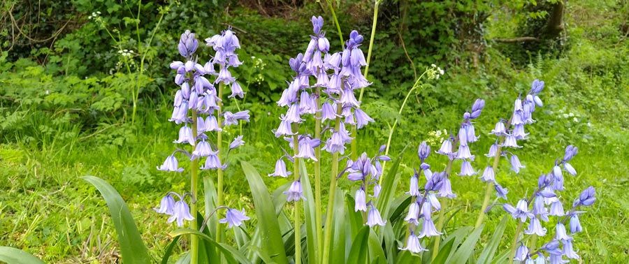 The bluebells were at their peak