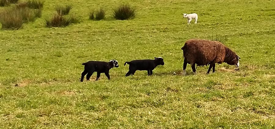 We saw just two black lambs, with a brown mother!