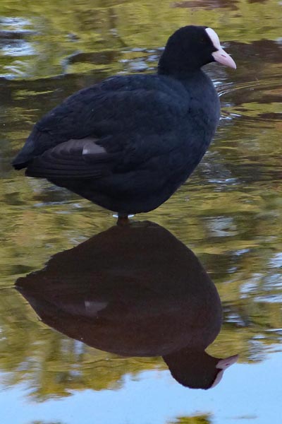 Coot
