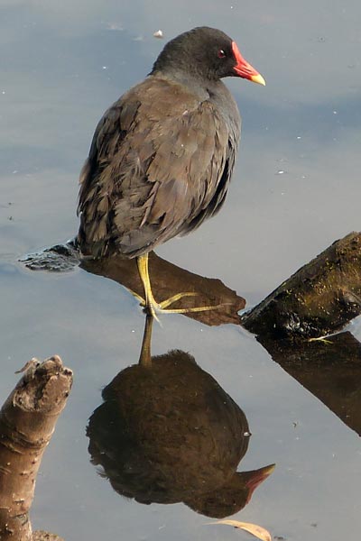 Coot
