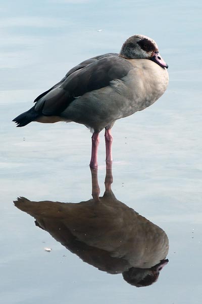 Egyptian Goose