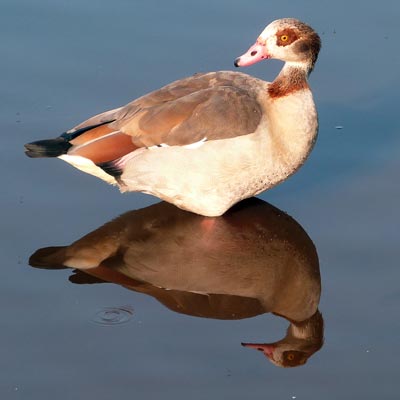 Egyptian Goose