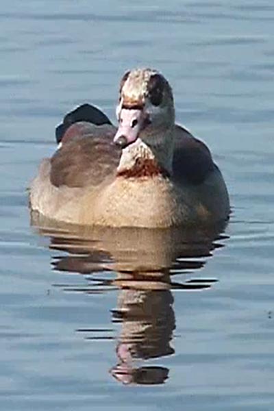 Egyptian Geese