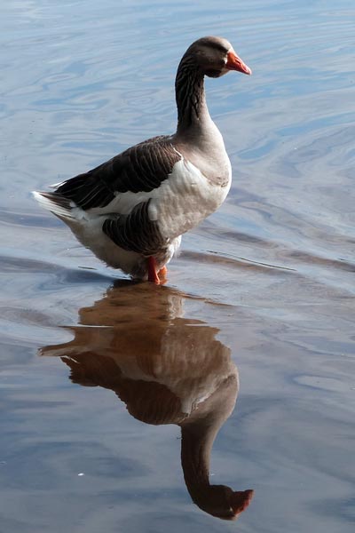 Toulouse Goose