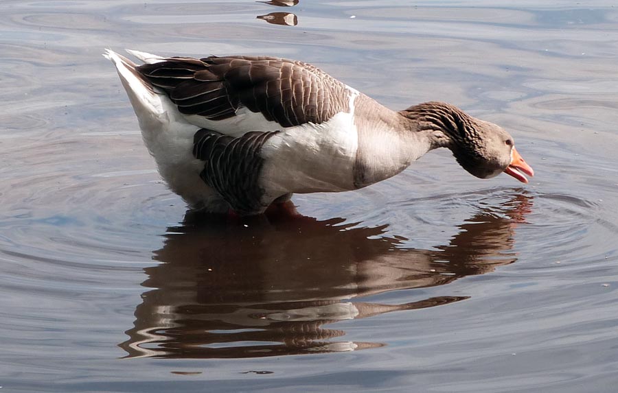 Toulouse Goose