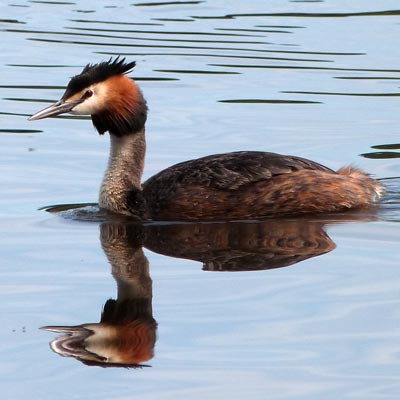 Greater Crested Grebe