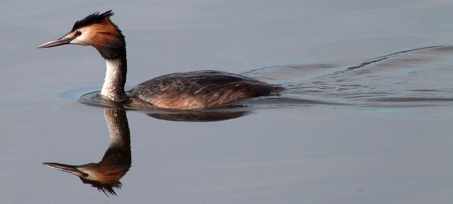 Greater Crested Grebe