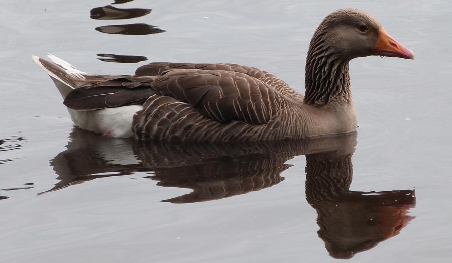 Greylag Goose