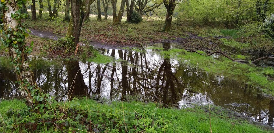 Even puddles produce beautiful reflections!