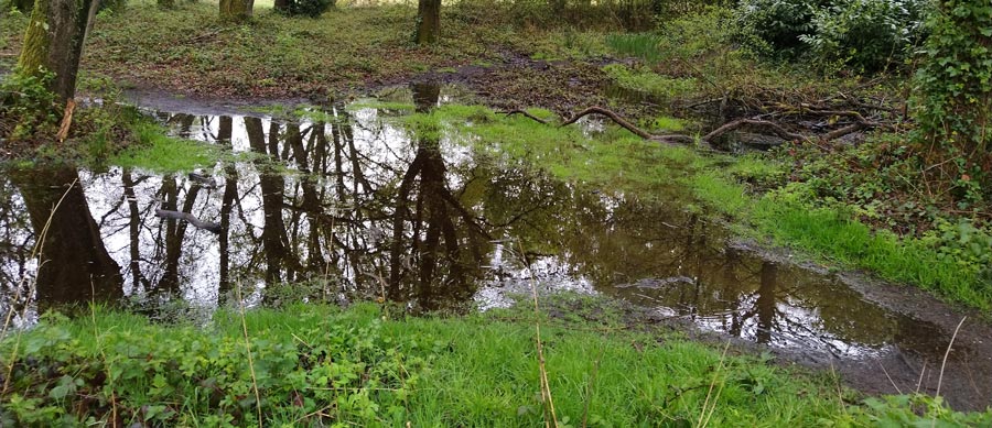 Even puddles produce beautiful reflections!