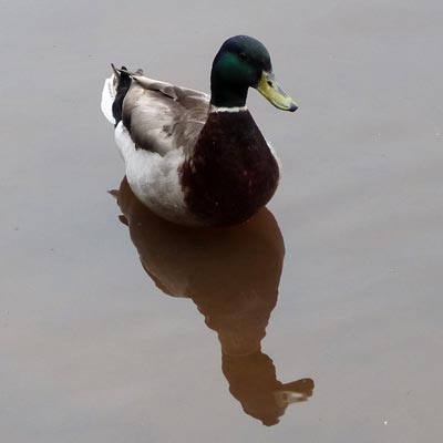 Mallard