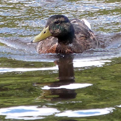Mallard