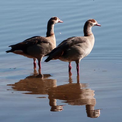 Egyptian Geese