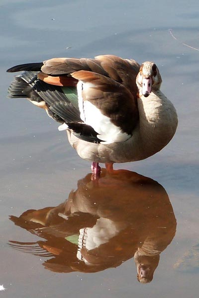 Egyptian Geese