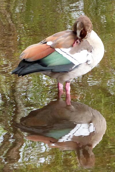Egyptian Goose