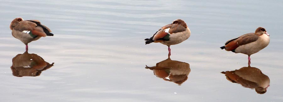 Egyptian Geese