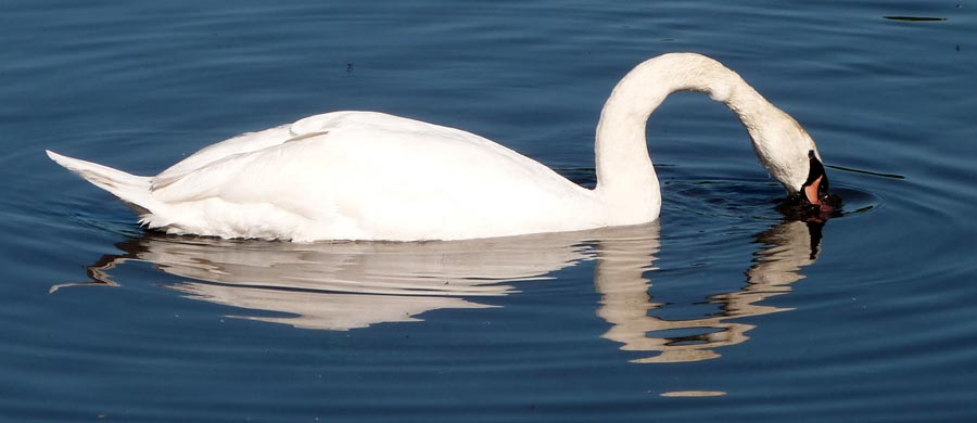 Mute Swan