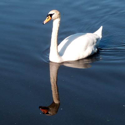 Mute Swan