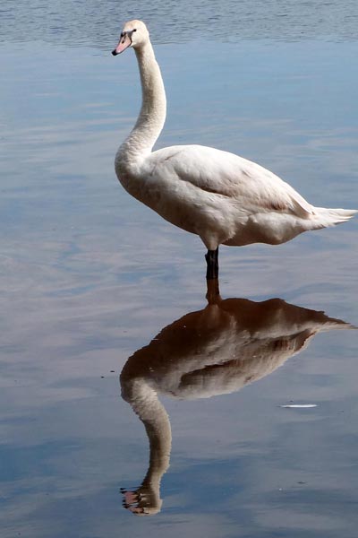 Mute Swan