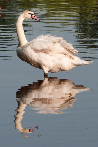 Mute Swan