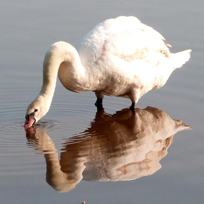 Mute Swan
