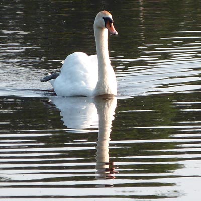Mute Swan