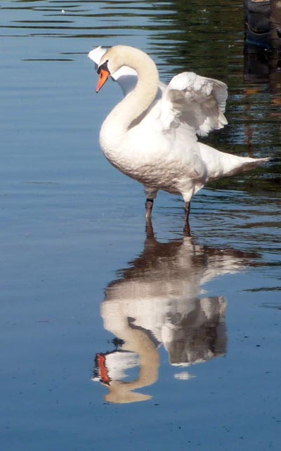 Mute Swan
