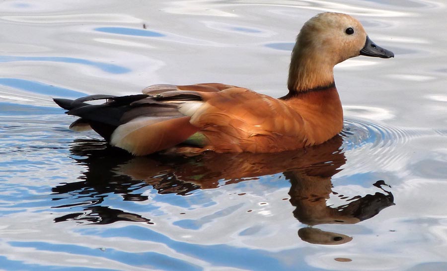 Ruddy Duck