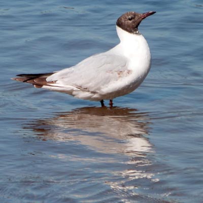 Black Headed Gull