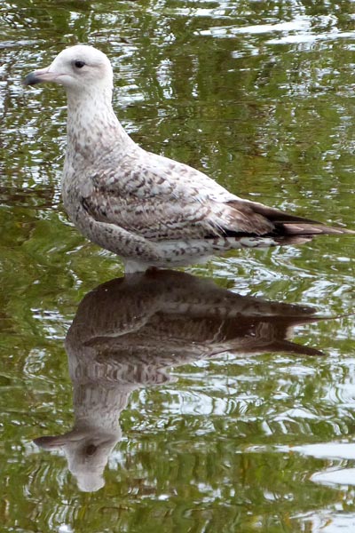 Seagull