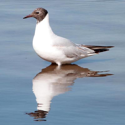 Black Headed Gull