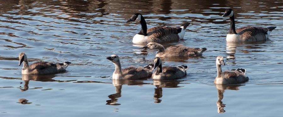 Canada Geese Family