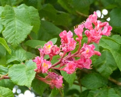 The first pink horse chestnut flowers I've seen this year