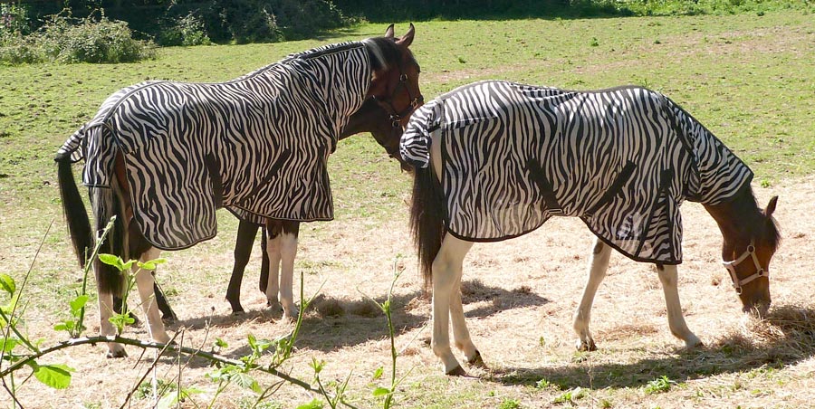 We didn't expect to see Zebras on this walk!