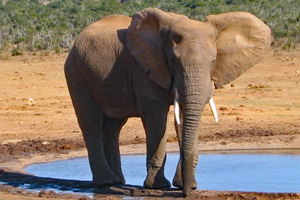 Elephant A