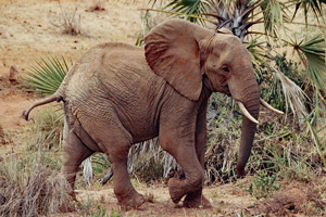 Elephant I